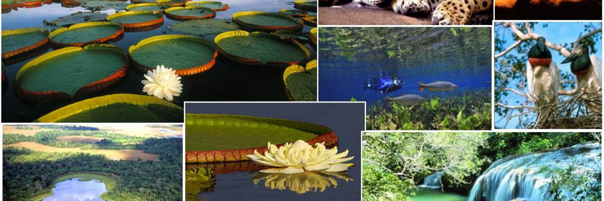 Pantanal Sul Mato Grossense
